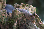 Squirrel sitting on tree stump