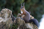 Squirrel sitting on tree stump