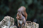 Squirrel sitting on tree stump