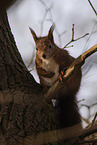 squirrel