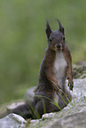Eurasian red squirrel