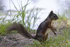 Eurasian red squirrel