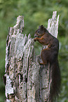 Eurasian red squirrel