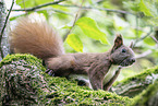 european squirrel