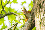 european squirrel