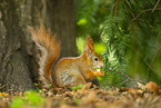 european squirrel