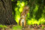 european squirrel