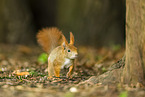 european squirrel
