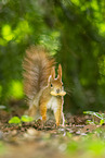 european squirrel