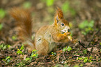 european squirrel