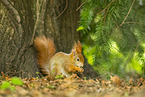 european squirrel