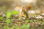 european squirrel