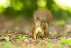 european squirrel
