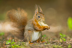 european squirrel