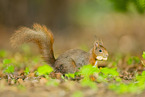 european squirrel