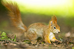 european squirrel