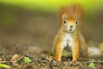 european squirrel