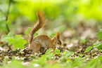 european squirrel
