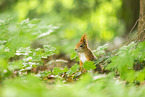 european squirrel