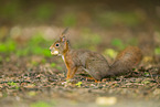 european squirrel