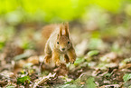 european squirrel