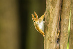 european squirrel