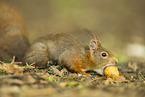 european squirrel