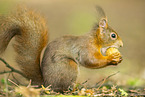 european squirrel