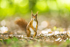 european squirrel