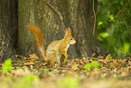 european squirrel