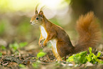 european squirrel