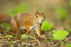 european squirrel
