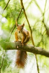european squirrel