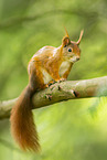 european squirrel