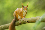european squirrel