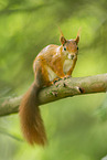 european squirrel