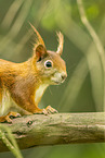 european squirrel