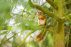 european squirrel