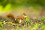 european squirrel