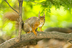 european squirrel