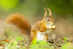 european squirrel
