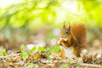 european squirrel