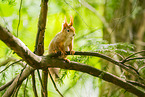 european squirrel
