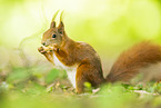 european squirrel