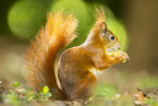 european squirrel