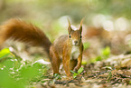 european squirrel