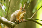 european squirrel