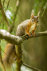 european squirrel