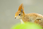european squirrel