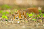 european squirrel